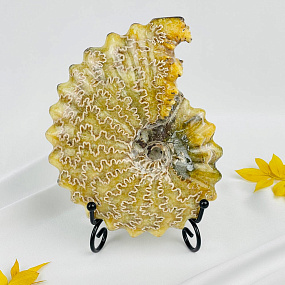 Аммонит на подставке