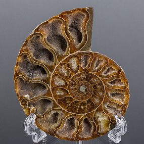 Срез Аммонита на подставке
