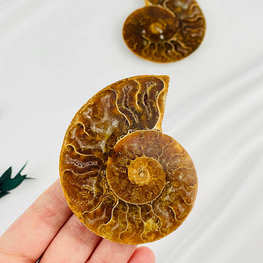 Срез Аммонита (пара), Артикул: 080911 - изображение товара №2