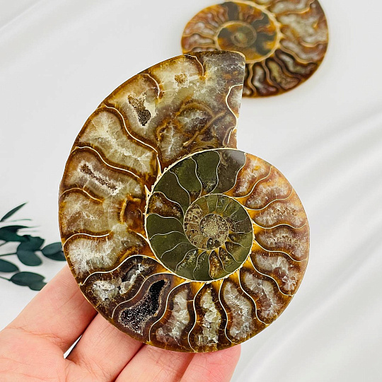 Срез Аммонита (пара), Артикул: 080925 - изображение товара №2