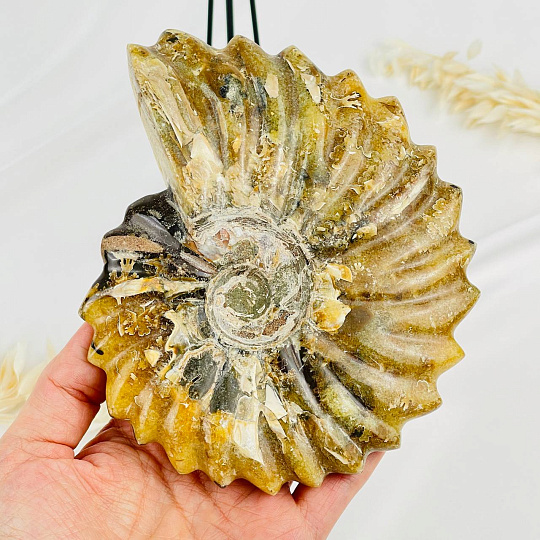 Аммонит на подставке, Артикул: 083107 - изображение товара №3