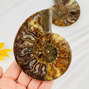 Аммонит (пара), Артикул: 087715 - изображение товара №2