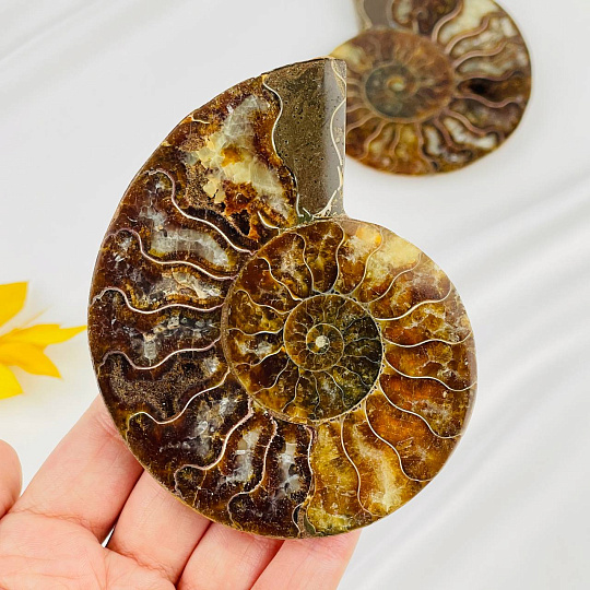 Аммонит (пара), Артикул: 087715 - изображение товара №2