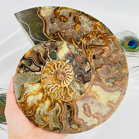 Срез Аммонита на подставке, Артикул: 080954 - изображение товара №2