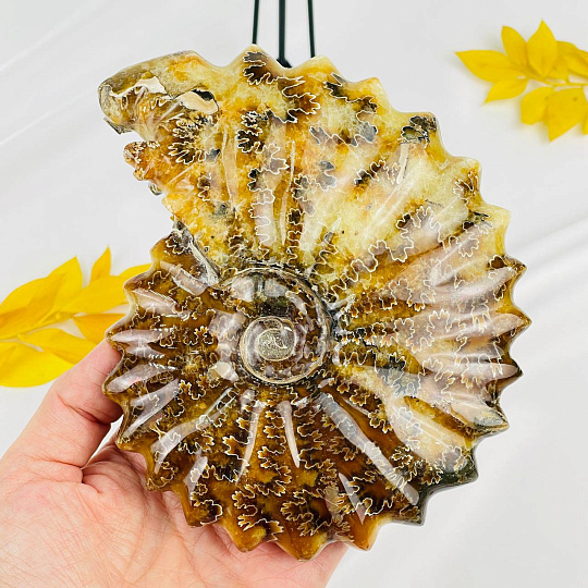 Аммонит на подставке, Артикул: 083100 - изображение товара №3