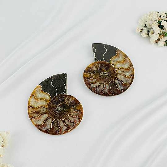 Аммонит (пара), Артикул: 087700 - изображение товара №1