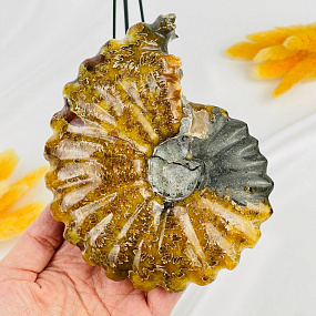 Срез Аммонита на подставке, Артикул: 080942 - изображение товара №3