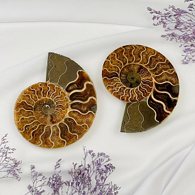 Аммонит (пара), Артикул: 100956 - изображение товара №1