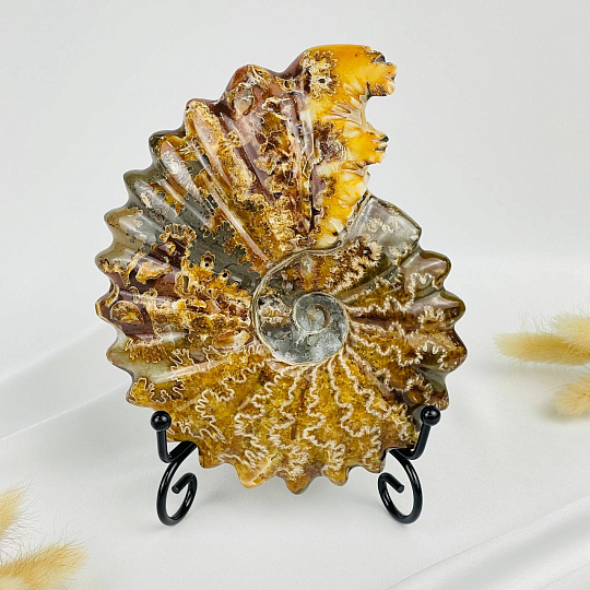 Аммонит на подставке, Артикул: 087680 - изображение товара №1