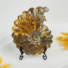 Аммонит на подставке