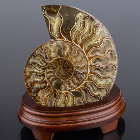 Срез Аммонита на подставке