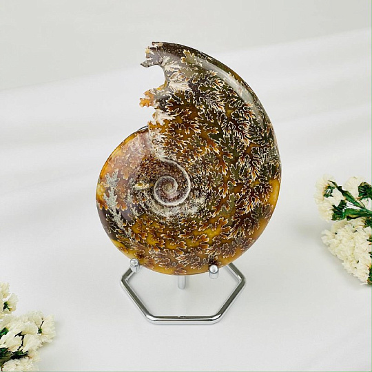 Аммонит на подставке, Артикул: 087693 - изображение товара №1