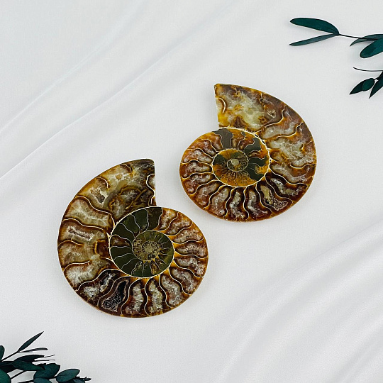 Срез Аммонита (пара), Артикул: 080925 - изображение товара №1