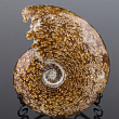 Аммонит на подставке