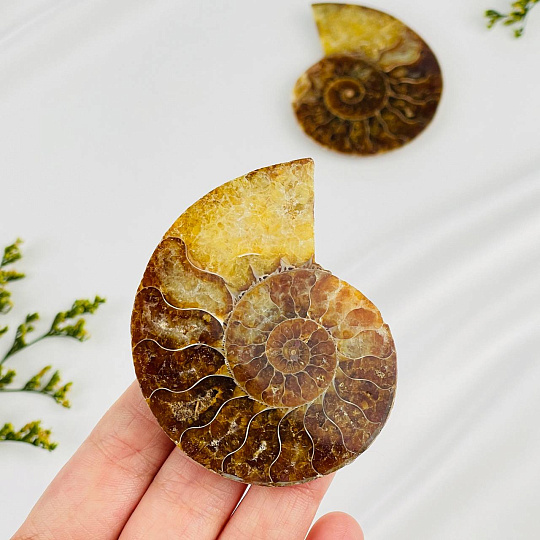 Срез Аммонита (пара), Артикул: 080906 - изображение товара №2