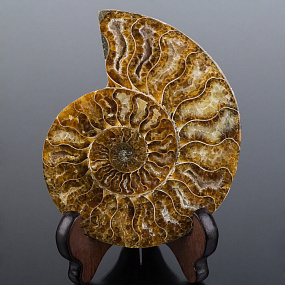 Срез Аммонита на подставке 