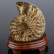 Срез Аммонита на подставке