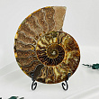 Срез Аммонита на подставке