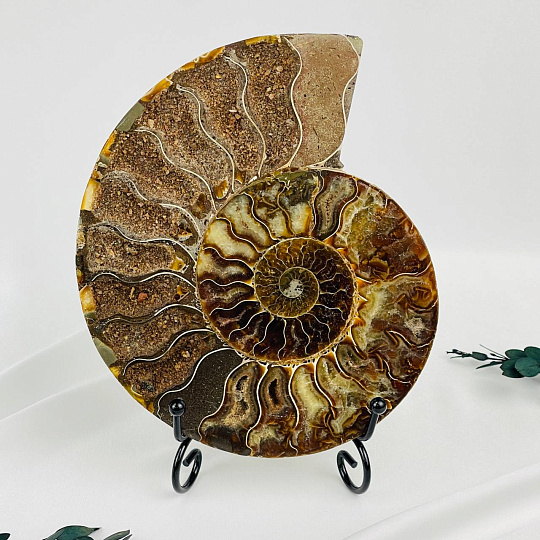 Срез Аммонита на подставке, Артикул: 080952 - изображение товара №1