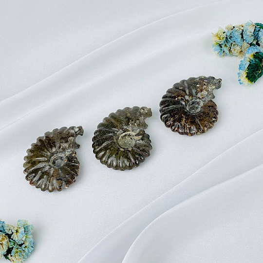 Аммонит, Артикул: 118377 - изображение товара №1