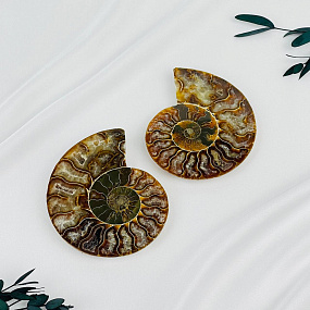 Срез Аммонита (пара)