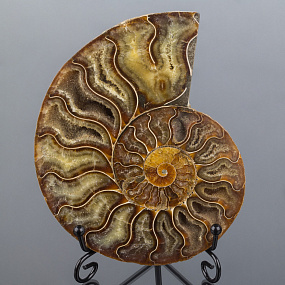 Аммонит на подставке