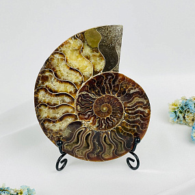 Срез Аммонита на подставке
