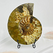 Срез Аммонита на подставке
