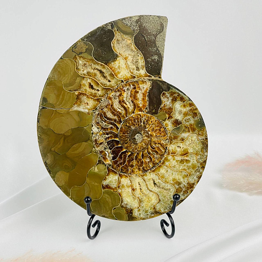 Срез Аммонита на подставке, Артикул: 080951 - изображение товара №1