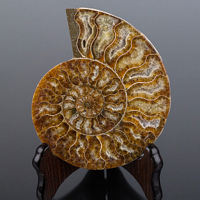 Срез Аммонита на подставке 