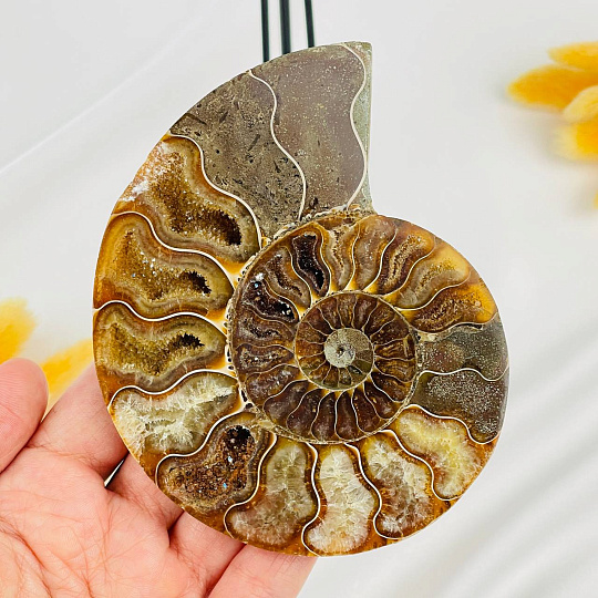 Срез Аммонита на подставке, Артикул: 080931 - изображение товара №2