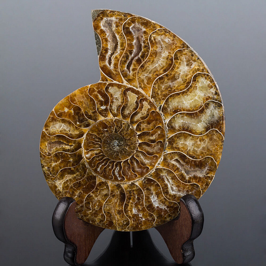 Срез Аммонита на подставке , Артикул: 080937 - изображение товара №1