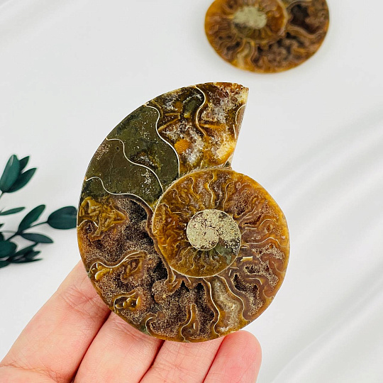 Срез Аммонита (пара), Артикул: 080905 - изображение товара №2