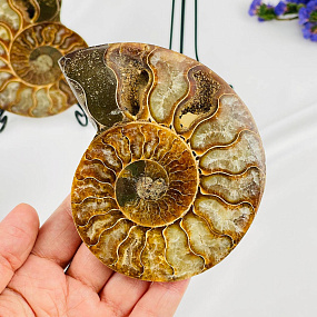 Срез Аммонита (пара), Артикул: 080913 - изображение товара №2