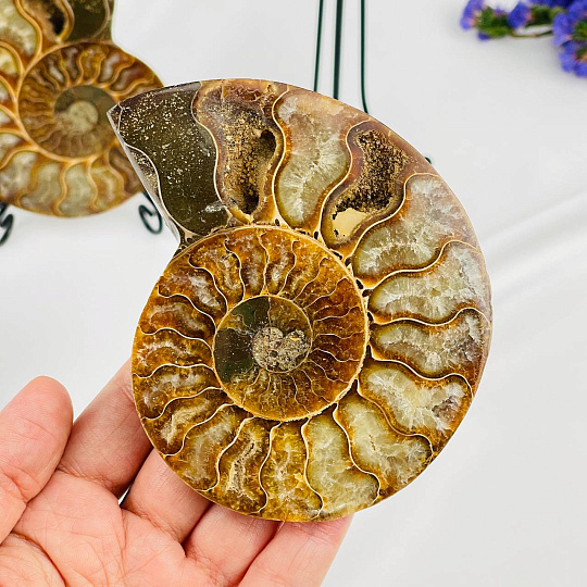 Срез Аммонита (пара), Артикул: 080913 - изображение товара №2