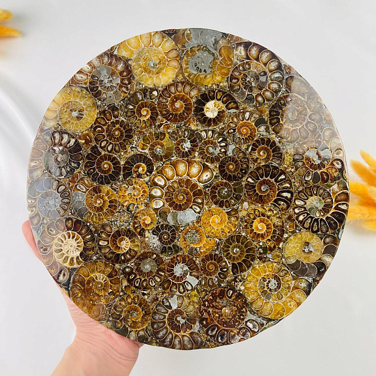 Подставка декоративная из Аммонитов, Артикул: 112883 - изображение товара №3