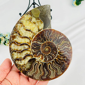 Срез Аммонита на подставке, Артикул: 080939 - изображение товара №2