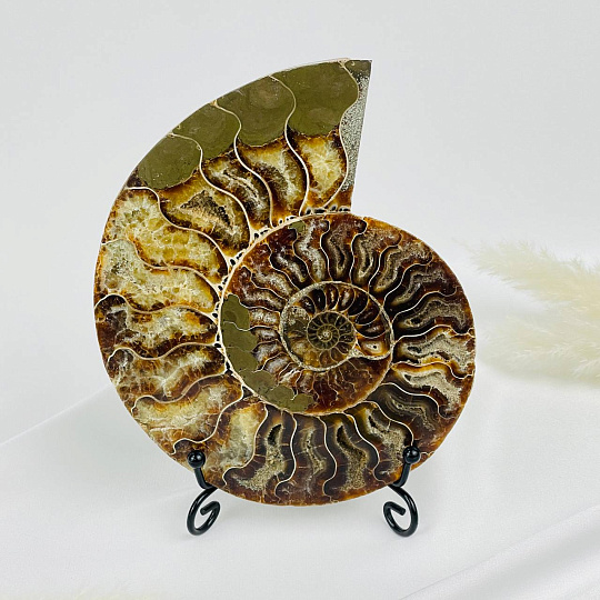 Срез Аммонита на подставке, Артикул: 080940 - изображение товара №1