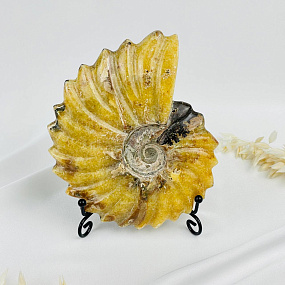 Аммонит на подставке, Артикул: 083107 - изображение товара №1