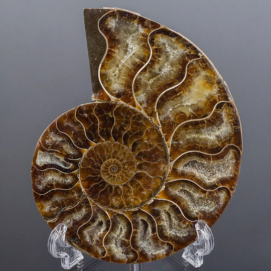 Срез Аммонита на подставке, Артикул: 080920 - изображение товара №1