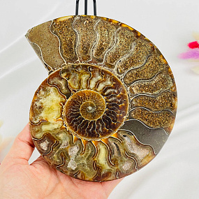 Срез Аммонита на подставке, Артикул: 080953 - изображение товара №2