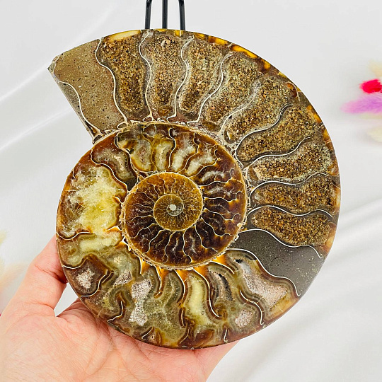 Срез Аммонита на подставке, Артикул: 080953 - изображение товара №2